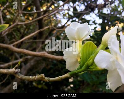 In der Nähe von Gardenia jasminoides (Cape Jasmine) blühende Pflanze. Stockfoto