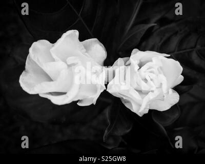 Zwei Blüten von Gardenia jasminoides (Cape Jasmine) gegen einen dunklen Hintergrund in schwarz-weiß Foto. Stockfoto