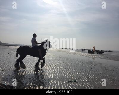 Pferde Abkühlung bei Margate Main Sands auf Feiertag Montag nach Fahrt um Kent Küste mit Reisenden und Traps Stockfoto