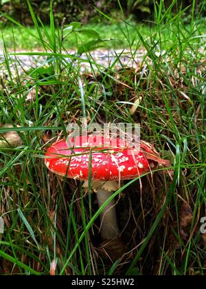 Rote Fliegenpilz mit weißen Flecken in einem Büschel Gras Stockfoto