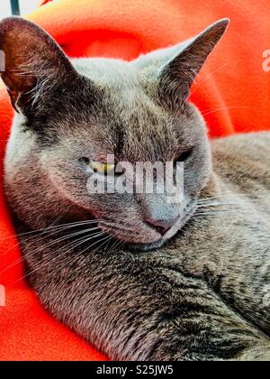 In der Nähe der graue Katze entspannt auf Orange Fleece Decke Stockfoto