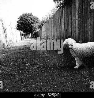 Schwarze und weisse Hund Stockfoto