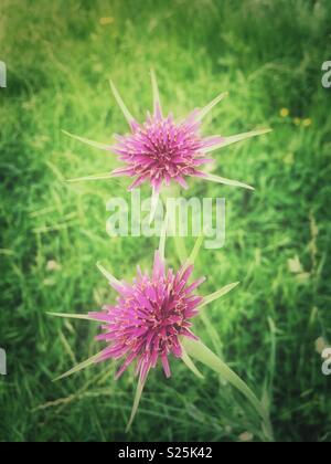 Lila Schwarzwurzeln Blumen auf der Wiese. Stockfoto