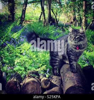 Katze auf der Jagd in Bluebell Woods Stockfoto