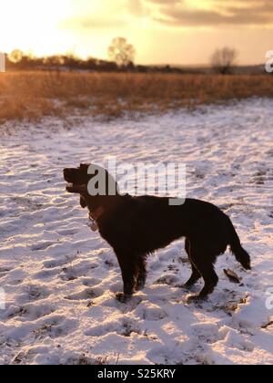 Schwarz working Cocker Spaniel hund im Schnee Stockfoto