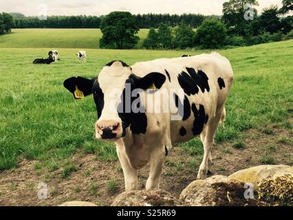 Kuh im Feld Stockfoto