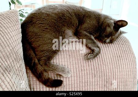 Graue Katze schlafend auf dem Sofa 3 Stockfoto