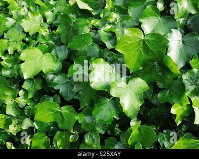 Efeu (Hedera helix) wachsen auf einer Wand in England. Stockfoto