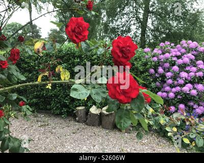 Wunderschöne Rosen mit Rhododendren und Geranien im Hintergrund Stockfoto