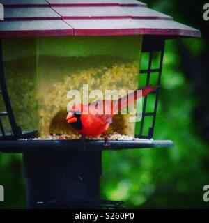 Männliche Kardinal auf dem Bird Feeder Stockfoto