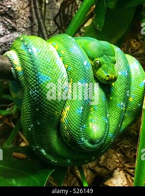 Emerald tree Boa hingen von Branch Stockfoto
