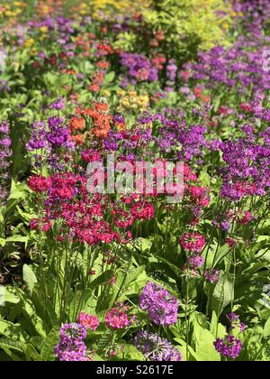 Primula Kandelaber Hybriden in der Blüte Stockfoto