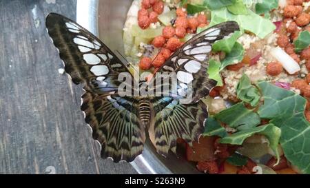 Blau 434 Schmetterling Fütterung an der jetzt geschlossenen Tropischen Flügel Zoo nr South Woodham Ferrers, Essex. Der frühe Frühling eingefangen. Stockfoto