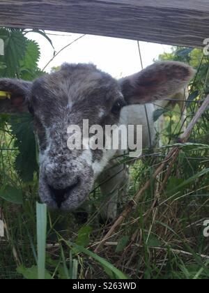 Lamm stossen Kopf durch Zaun Stockfoto