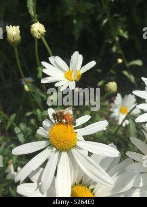 Nahaufnahme von Gänseblümchen blühende Natur und Honig Honig sammeln Stockfoto