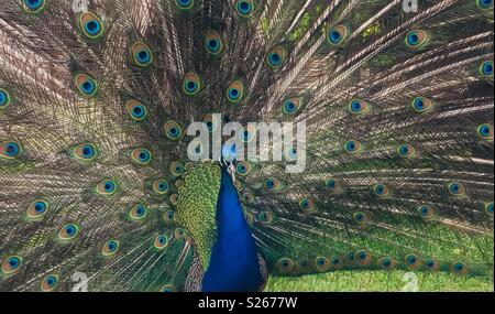 Männliche Pfau im Vollbildmodus anzuzeigen. Stockfoto