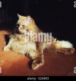 Große ginger Cat in der Sonne sitzen in einem lustigen Position Stockfoto
