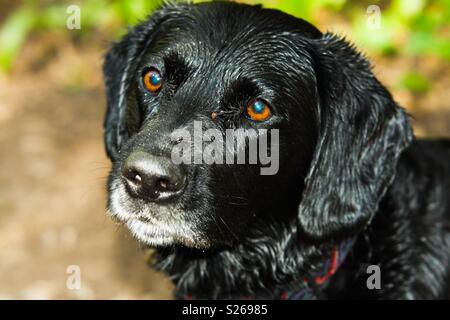 'Watson' schwarzer Labrador nur nach dem Schwimmen. Stockfoto