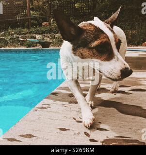 Jack Russell Terrier Hund wandern entlang der Kante des einen Außenpool. Platz crop. Stockfoto