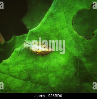 Verträumtes Bild des gemeinsamen Gelbe Schnecke (Succinea putris) auf einem grünen Blatt einen slime Trail Stockfoto