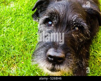 Reifen Patterdale Terrier bereit zu stürzen! Stockfoto