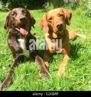 Doug und Purdey Stockfoto