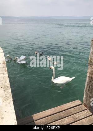 Schwäne und Enten schwimmen und auf der Suche nach Nahrung am Gardasee Sirmione, Italien. Stockfoto