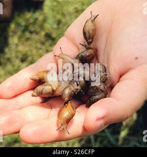 Child's Hand ein Bündel von gemeinsamen Amber Schnecken (Succinea putris) Stockfoto