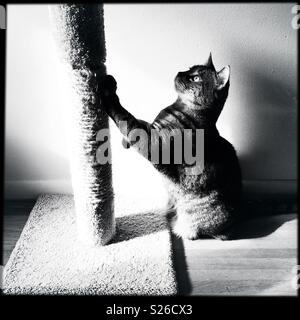 Tabby Katze und Kratzbaum in b&w Stockfoto