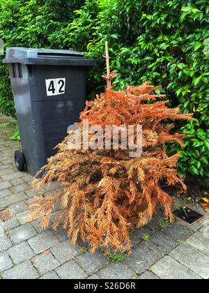 Eine weggeworfene Weihnachtsbaum in einem London Street, England Stockfoto