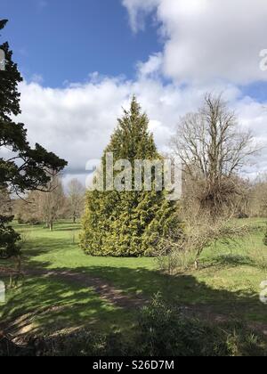 Eine perfekt geformte Cupressus leylandii im Mittelpunkt dieser Strecke von Parklandschaft in Irland. Stockfoto