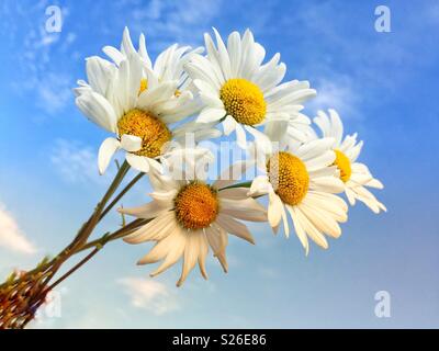 Ein Bündel von wildflower Gänseblümchen vor blauem Himmel Hintergrund Stockfoto