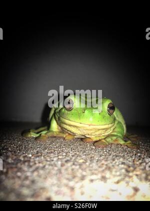 Green Tree Frog auf dem Boden in die Kamera schaut, nachts. Stockfoto