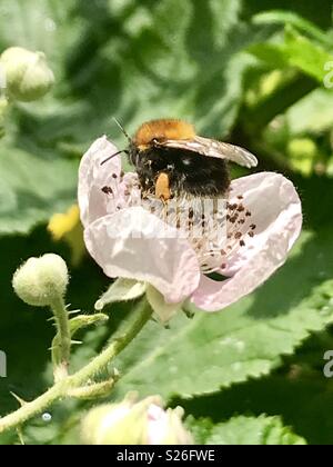 Biene auf wilde Brombeere blumen Cornwall. Stockfoto