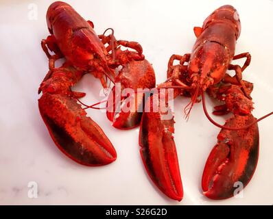 Nahaufnahme von zwei ganze New England's Hummer, vollständig gegart bereit zu essen, United States Stockfoto