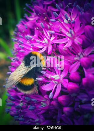 Biene auf lila allium Blume Nahaufnahme England Großbritannien Großbritannien Großbritannien Großbritannien Großbritannien Großbritannien Großbritannien Großbritannien Großbritannien Großbritannien Großbritannien Großbritannien Stockfoto