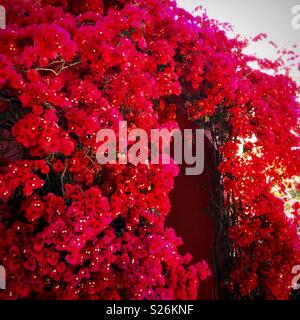 葉子花。 Das leuchtende Rot Bougainvillea Californica. Wilde Blume steht in voller Blüte und wächst rund um die rote Tür. Stockfoto