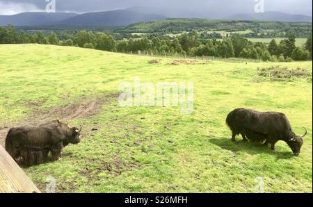 Yak. Highland Wildlife Park Schottland Stockfoto