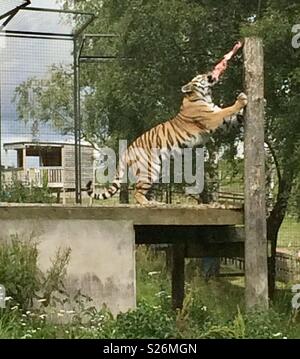 Amur Tiger. Highland Wildlife Park Schottland Stockfoto