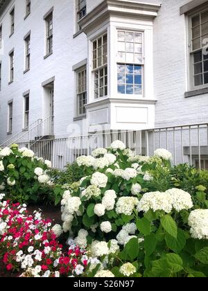 Helle, farbenfrohe Blüten vor einer Reihe in Washington, DC, USA Stockfoto