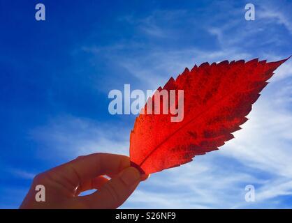 Hand ein Herbst Blatt bis an die Sonne mit blauem Himmel Stockfoto