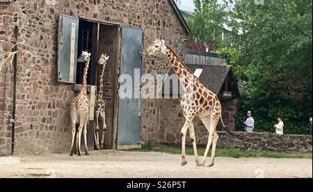 Giraffen im Zoo von Chester Stockfoto