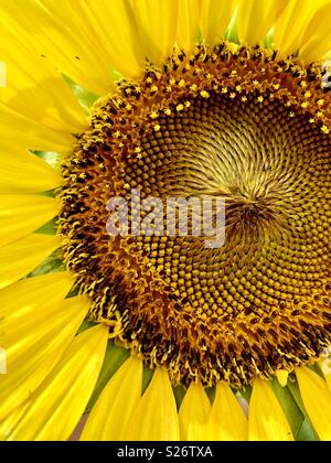 Nahaufnahme einer Sonnenblume Stockfoto