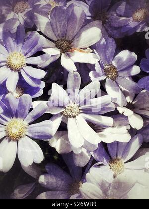 Felicia amelloides, die blaue Marguerite oder blaue Daisy ist eine Pflanzenart aus der blühenden Pflanze der Familie der Asteraceae, beheimatet in Südafrika, grunge Bildtextur Stockfoto