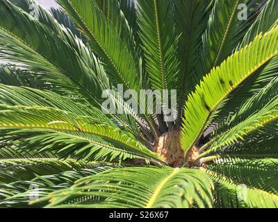 Palm Tree close up, Spanien Stockfoto