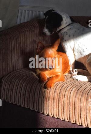 Chalkie und Jack Russell springer Kreuz Sonnenbaden am Stuhl. Stockfoto