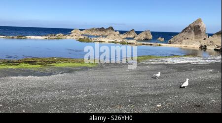 Möwen am Tunnel Strände Ilfracombe Stockfoto