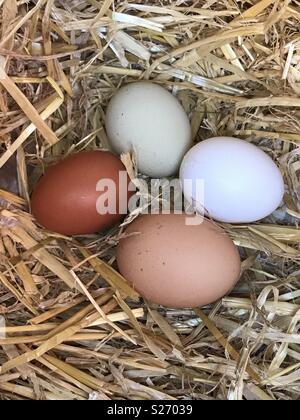 Startseite festgelegt ist das Beste! Eier im Stroh im Nest Stockfoto