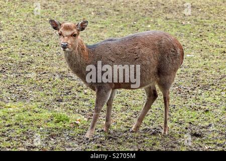 Ein Reh steht auf der Wiese und schaut in die Kamera. Profil Bild als close-up Stockfoto