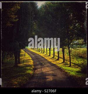 Am späten Abend Sonne leuchtet ein Baum Allee, gesäumt, Casting Shadows über die Straße, die in die Ferne verschwindet. Rochford, Wiehe, Worcestershire, Großbritannien Stockfoto